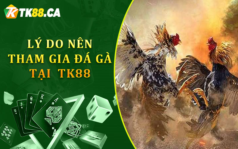 Lý do nên tham gia trực tiếp đá gà tại TK88