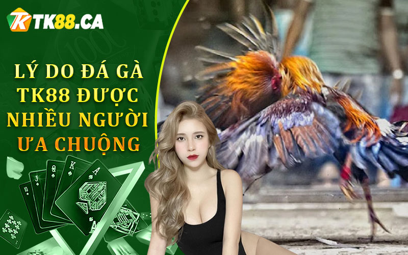 Lý do trò chơi đá gà TK88 được nhiều người ưa chuộng