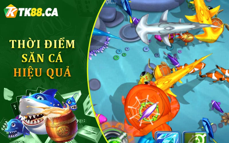 Thời Điểm Săn Cá Hiệu Quả