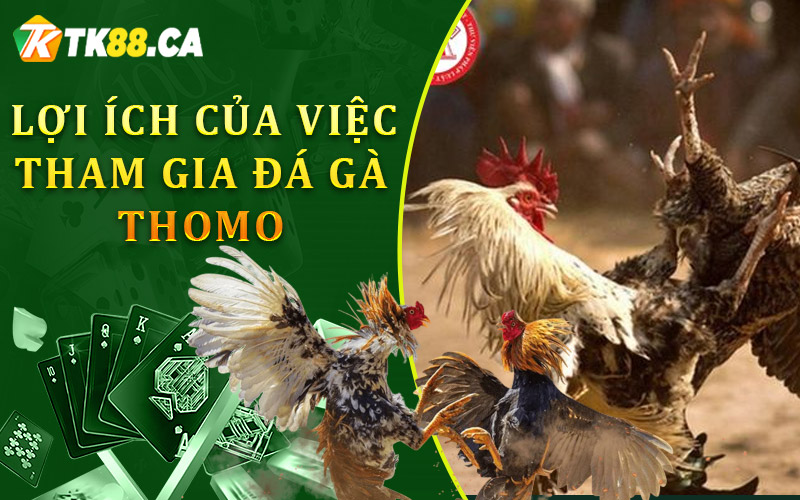 Lợi ích của việc tham gia đá gà Thomo