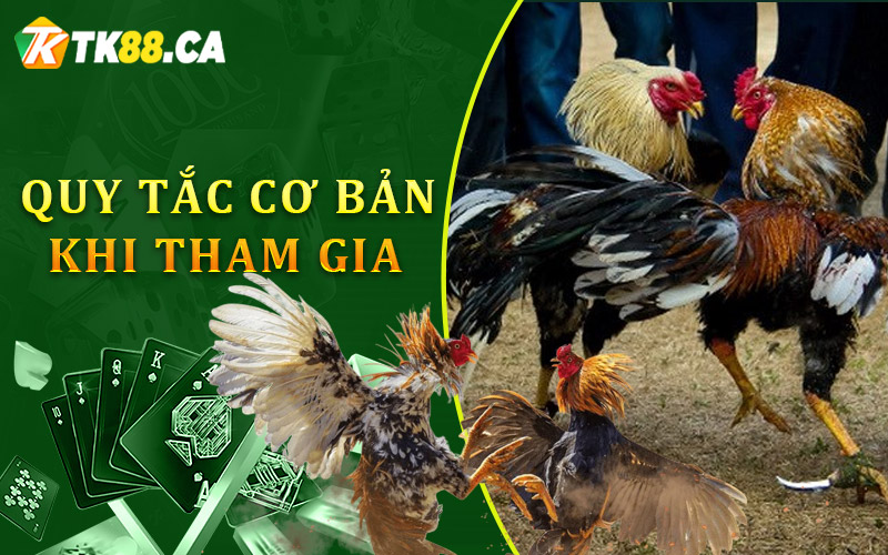 Những quy tắc cơ bản khi tham gia đá gà trực tiếp Thomo