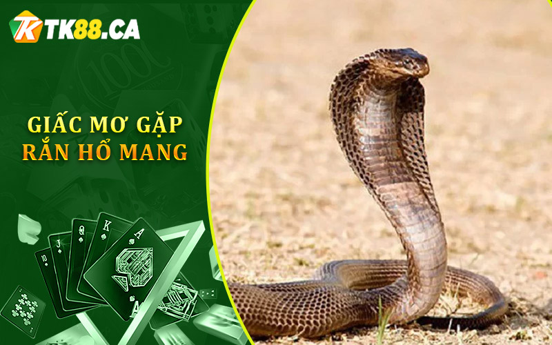 giấc mơ gặp rắn hổ mang