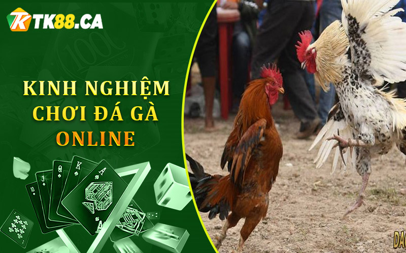 kinh nghiệm chơi Đá gà online để giành chiến thắng
