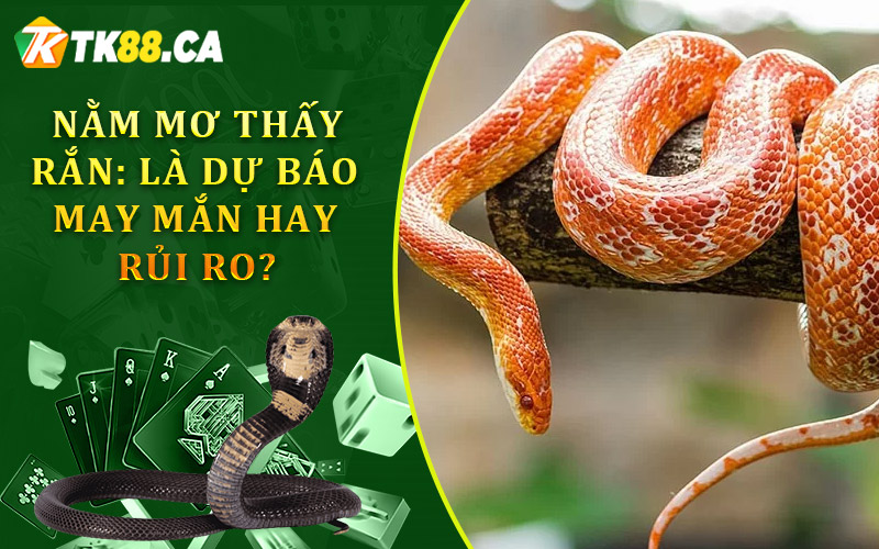 nằm mơ thấy rắn: là dự báo về may mắn hay rủi ro?