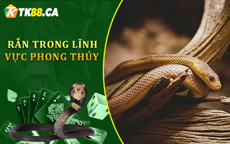 vai trò của rắn trong lĩnh vực phong thủy