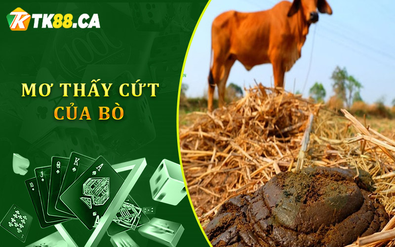 Mơ thấy cứt của bò