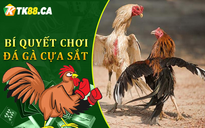 Những bí quyết chơi đá gà cựa sắt từ cao thủ giúp bạn luôn chiến thắng