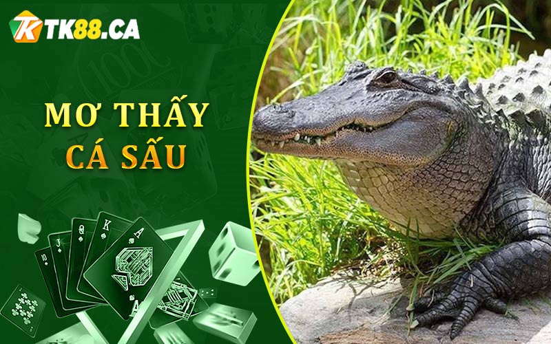 Mơ về con cá sấu
